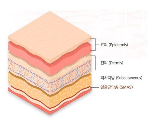 표피 진피 피하지방과 얼굴근막층 SMAS 구조 설명